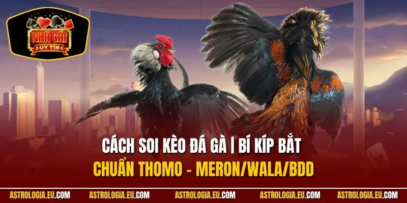 Cách soi kèo đá gà