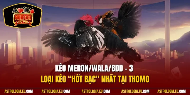 Kèo Meron/Wala/BDD – 3 loại kèo “hốt bạc” nhất tại Thomo