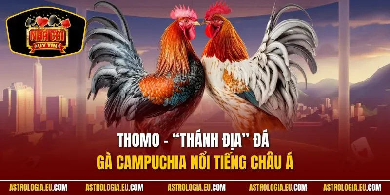 Thomo – “thánh địa” đá gà Campuchia nổi tiếng châu Á